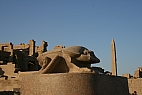 Scarab&eacute;e de granit