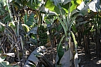 Bananeraie