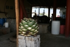 "L'ananas" du de l'agave