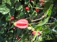 Cliquer pour agrandir